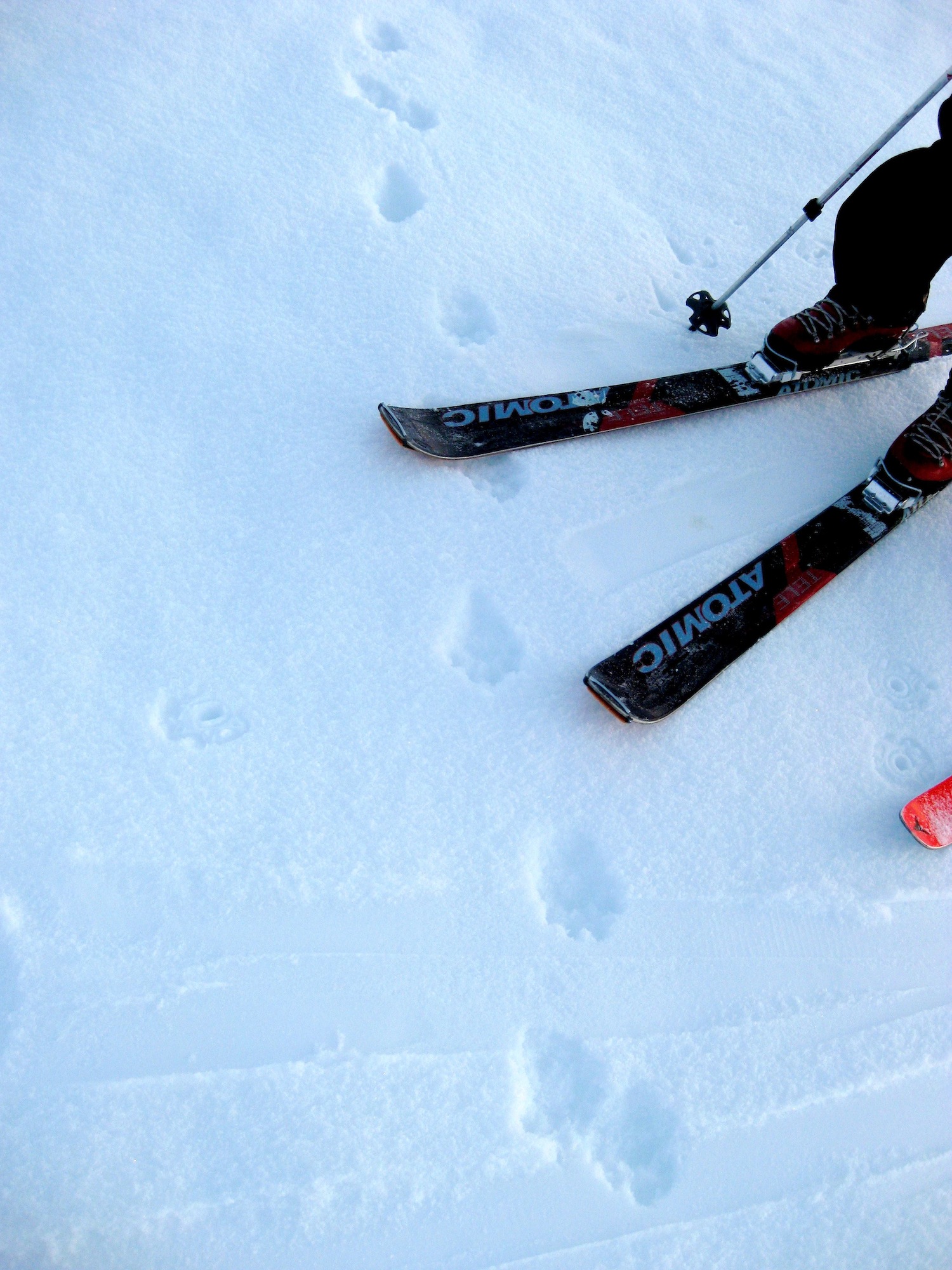 Harding Icefield Expeditions | Exit Glacier Guides